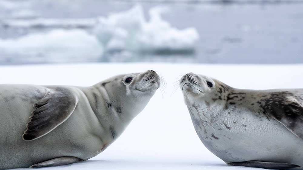 Auf Eis-Schollen ziehen Robben ihren Nachwuchs groß