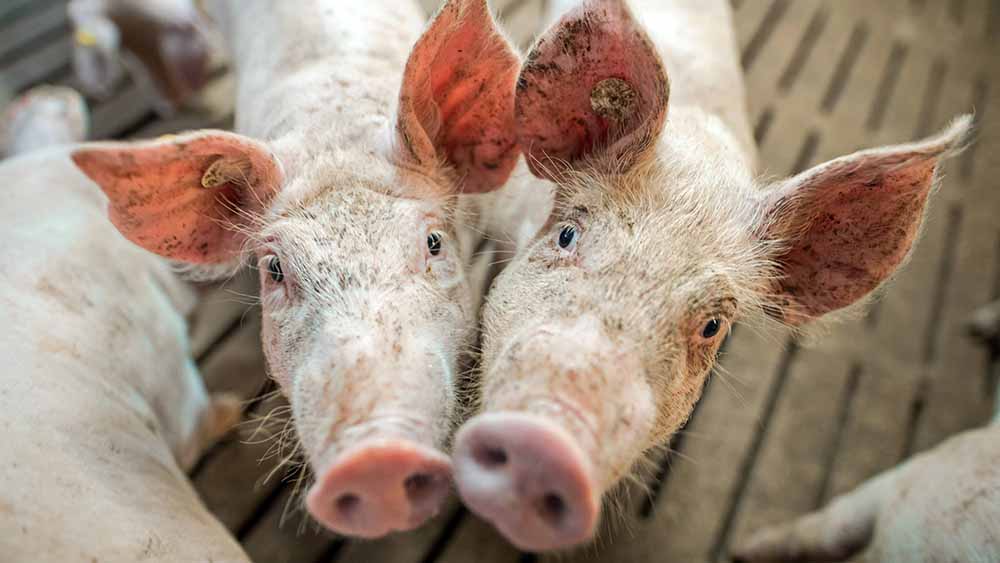 Image - Gesetzentwurf: Tierhaltungsform soll schnell erkennbar sein
