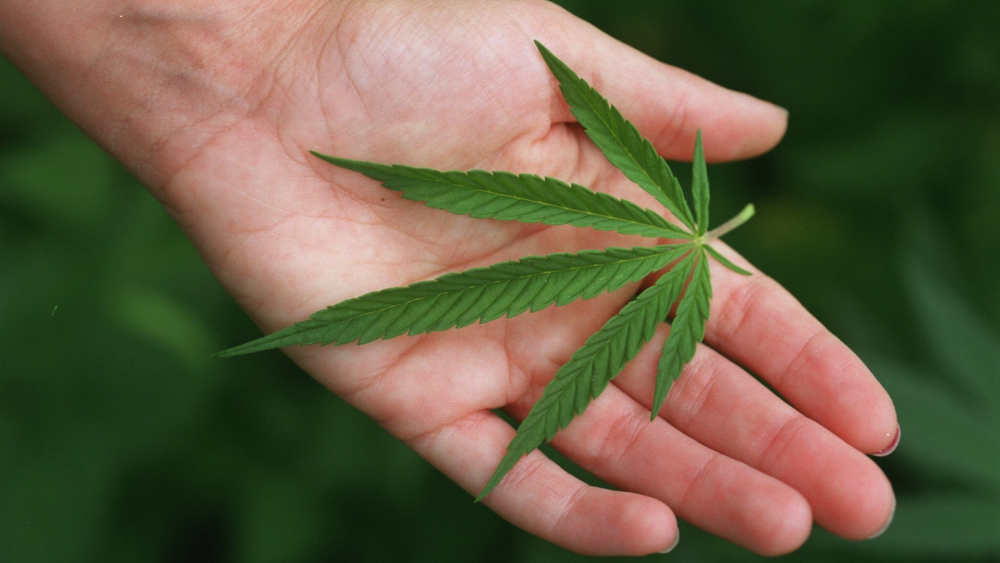 Die von der Bundesregierung geplante teilweise Freigabe von Cannabis hat viel Kritik ausgelöst