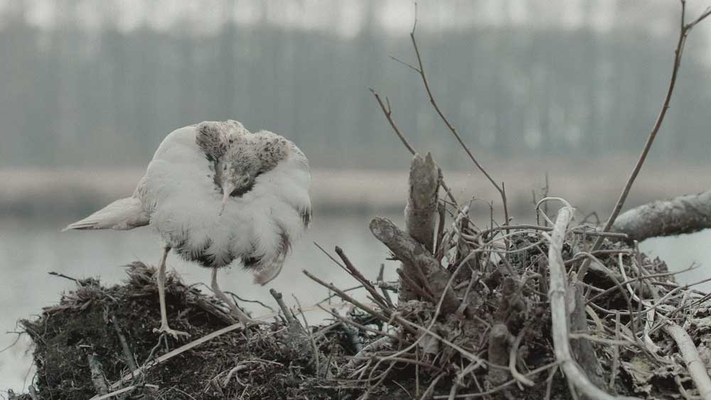 350 ausgestopfte Vögel, 3000 Schmetterlinge, aufgespießt in Kästen, Raupen, Pilze, Käfer: Regisseurin Sönje Storm erkundet in ihrem Film den Nachlass des exzentrischen Bauern und Fotografen Jürgen Friedrich Mahrt (1882–1940), der ihr Urgroßvater war.