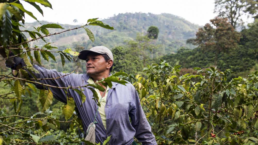 Ein Kaffee-Bauer bei der Ernte im ländlichen Kolumbien