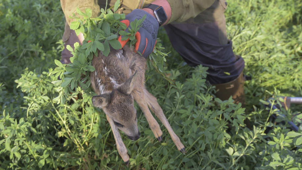Image - Drohnen zur Rehkitzrettung sind in Hamburg verboten