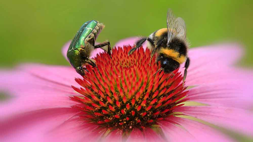 Image - Nabu ruft zum Insektenzählen auf