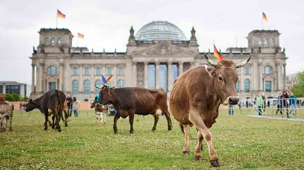 Diese Herde Milchkühe scheint sich wohlzufühlen vor dem Reichstag