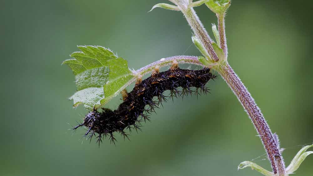 Aus dieser Raupe wird ein Landkärtchen