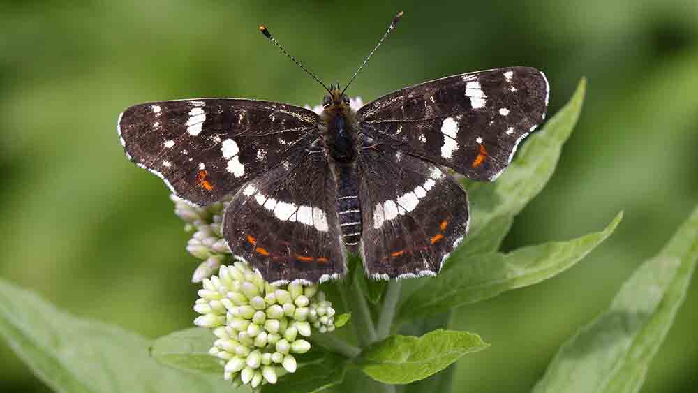Ein Landkärtchen der Sommergeneration macht es sich auf einer Blüte gemütlich