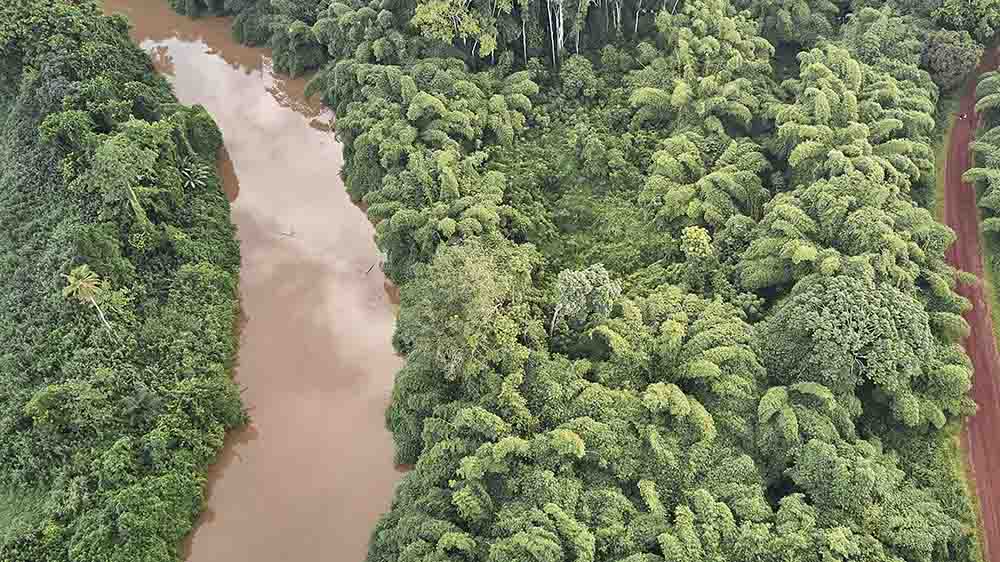 Der Regenwald von Kamerun gilt als Ökosystem mit großer Artenvielfalt
