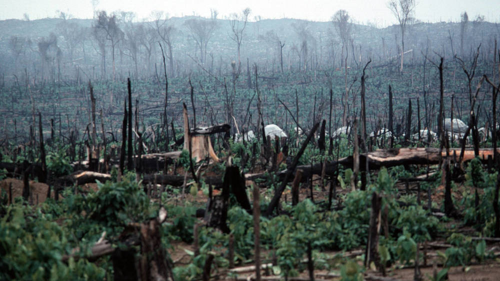 EU will nur noch waldfreundliche Produkte importieren