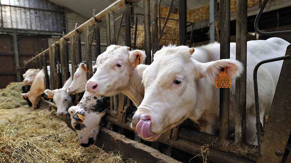 Rinder im Stall sollen vom neuen Gesetz profitieren