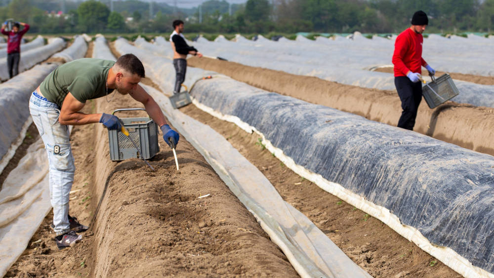 Bei der Spargelernte kommt laut Oxfam-Studie immer noch Ausbeutung vor
