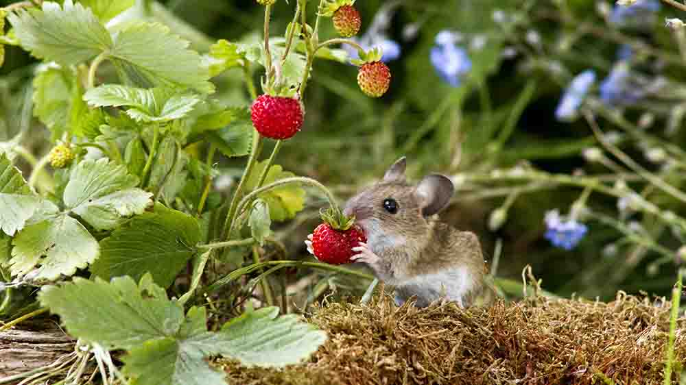 Ein intaktes Ökosystem ist wichtig – für Mensch und Tier