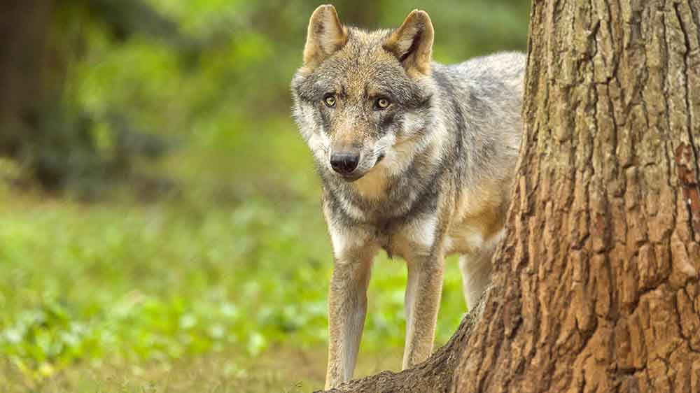 Durch Deutschlands Wälder streifen zu viele Wölfe, sagen, Bauern und Jäger