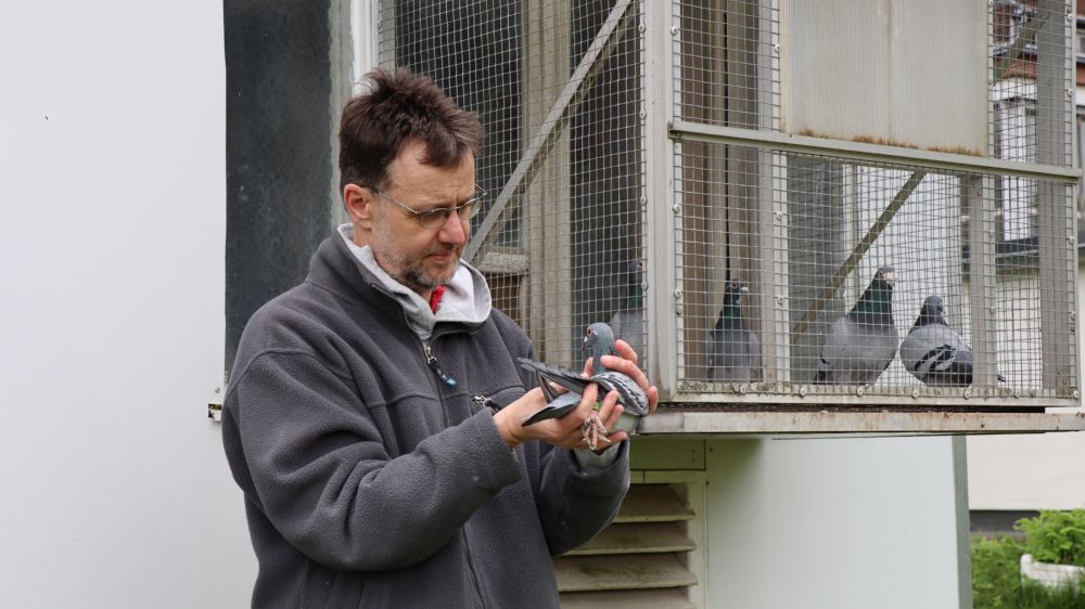 Taubenzüchter Michael Meiser mit einer Brieftaube aus seinem Taubenschlag im saarländischen Merchweiler 