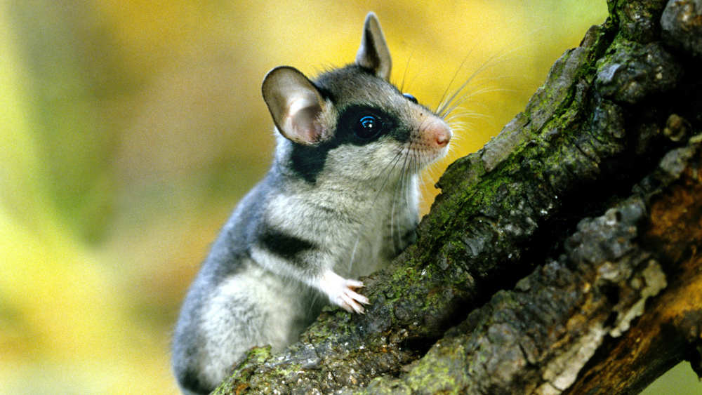 Der nachtaktive Gartenschläfer gilt als stark gefährdet und steht auf der Roten Liste Deutschlands