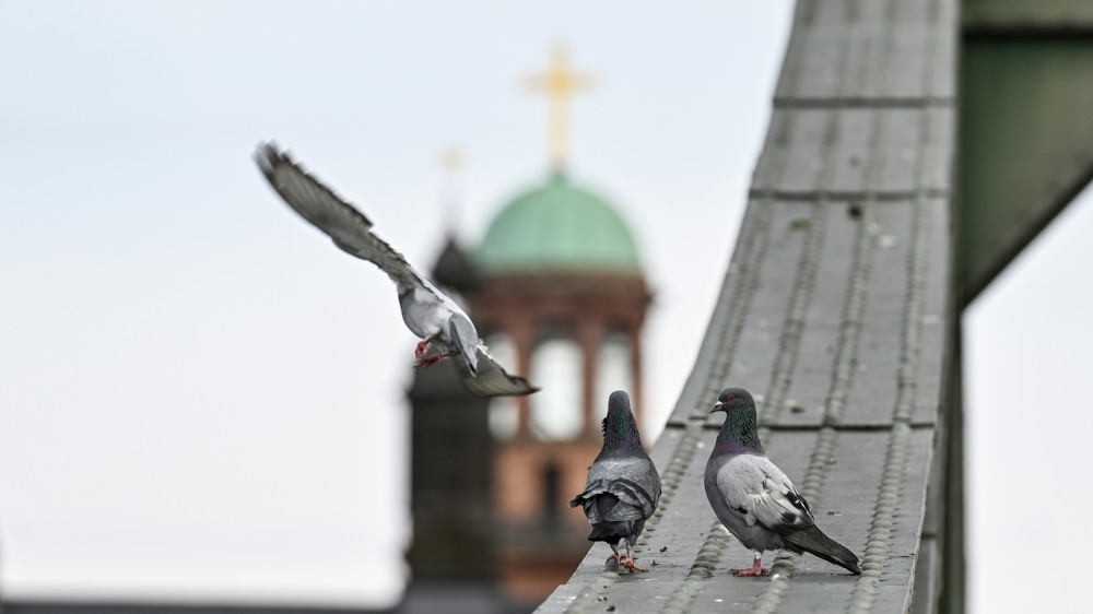 Image - Die Taube: Symbol des Friedens – aber auch “Ratte der Lüfte”