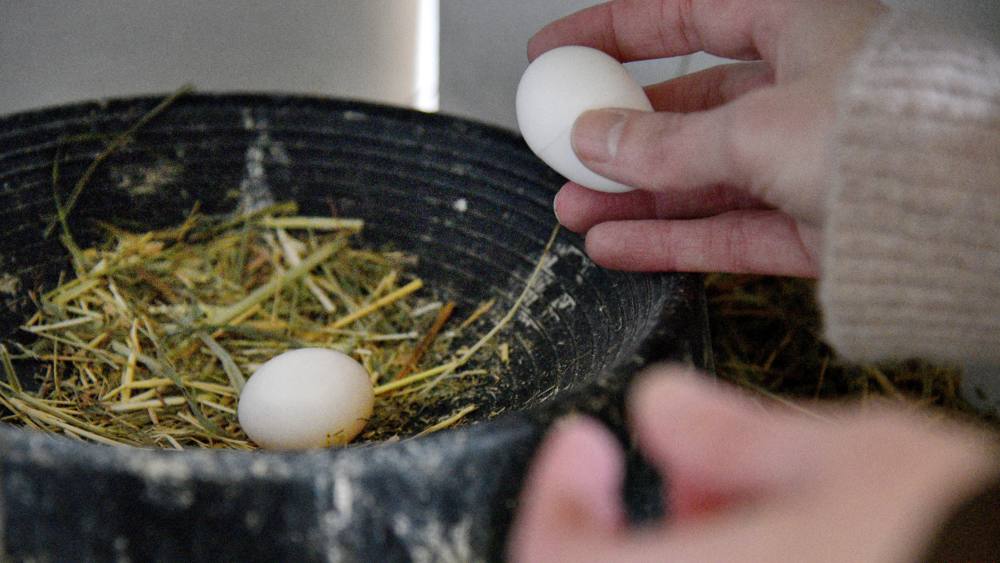 Tierschützer tauschen die Taubeneier in Taubenhäusern gegen Gipseier aus, damit sich die Zahl der Stadttauben nicht immer weiter vergrößert