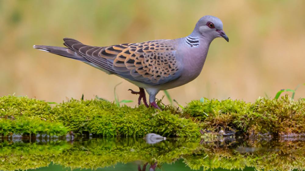Die schönste Taube Deutschlands - die Turteltaube