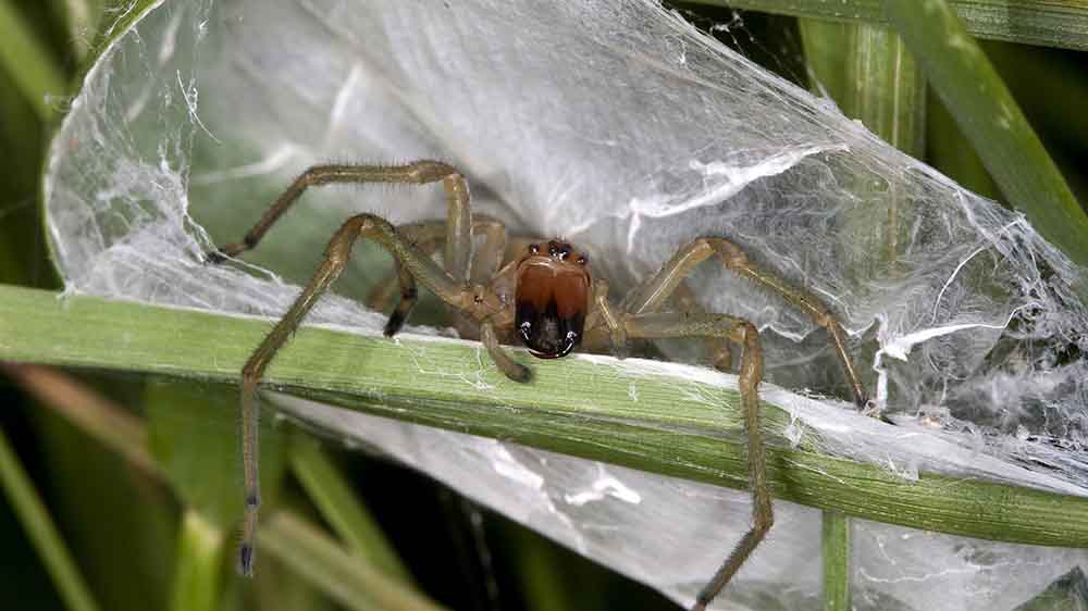 Ein Ammen-Dornfinger an seinem Nest