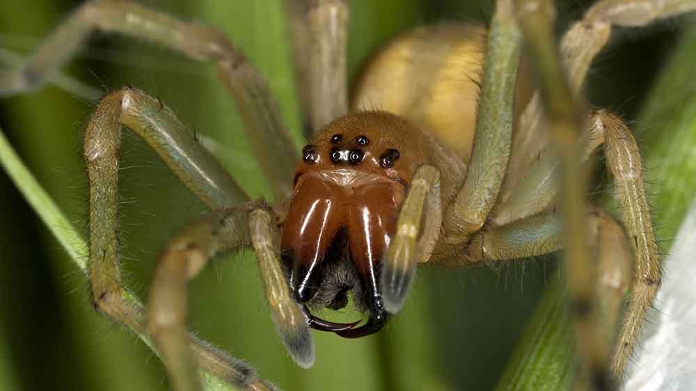 Mit seinen Stacheln kann der Ammen-Dornfinger die menschliche Haut durchdringen