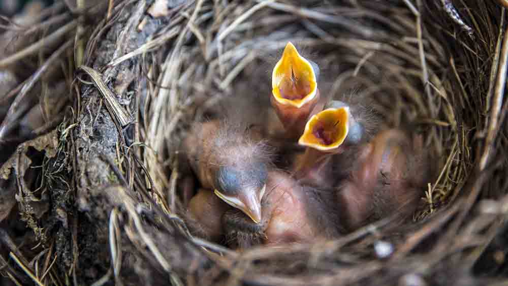 Frisch geschlüpfte Amseln warten auf eine Mahlzeit
