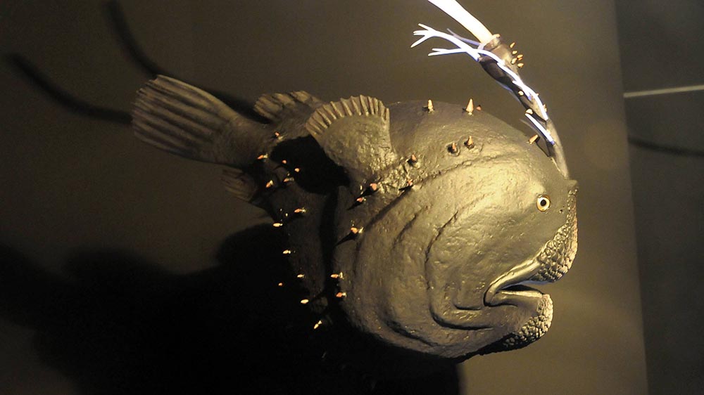 In der Tiefsee leben seltene Fischarten wie dieser Fußballfisch (Modell einer Ausstellung)