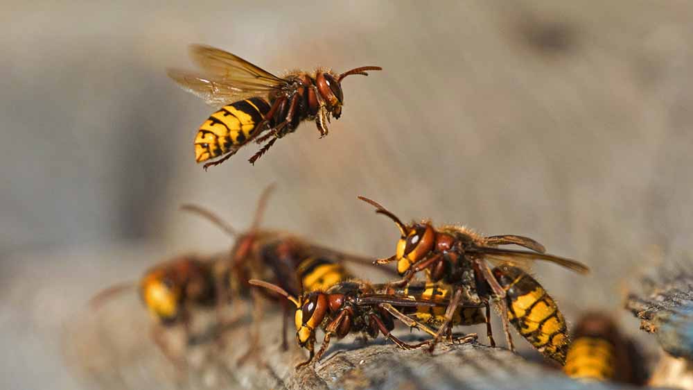 Hornissen sind friedfertige Tiere, entgegen ihres Rufs
