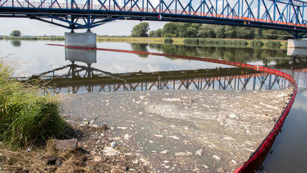Tote Fische an der Oderbrücke in Schwedt