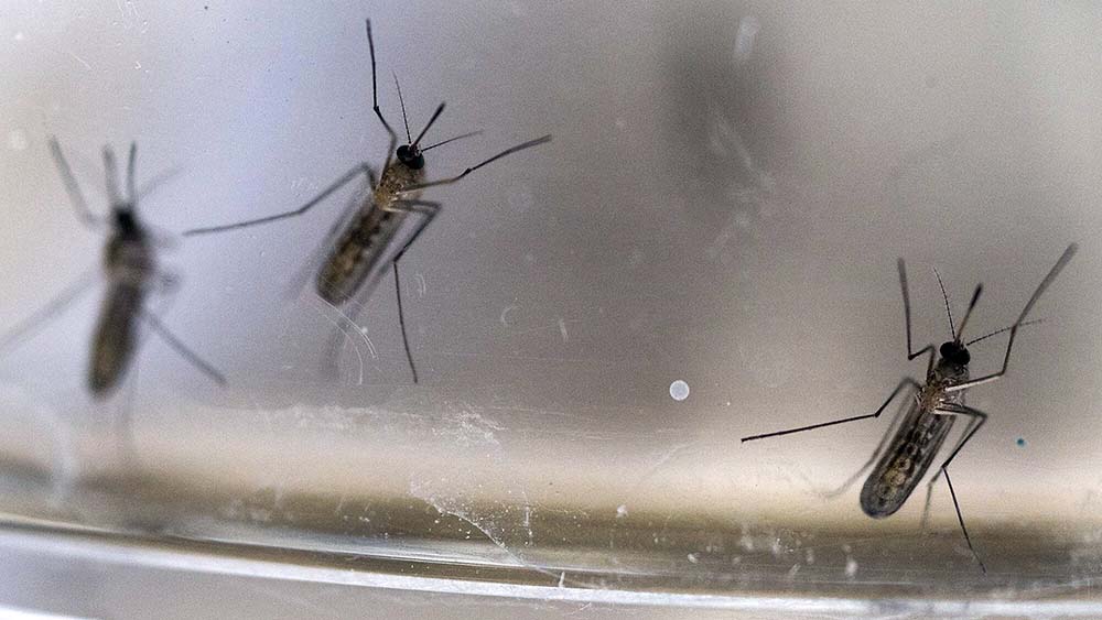 Stechmücken übertragen das West-Nil-Virus – vermehrt in Deutschland