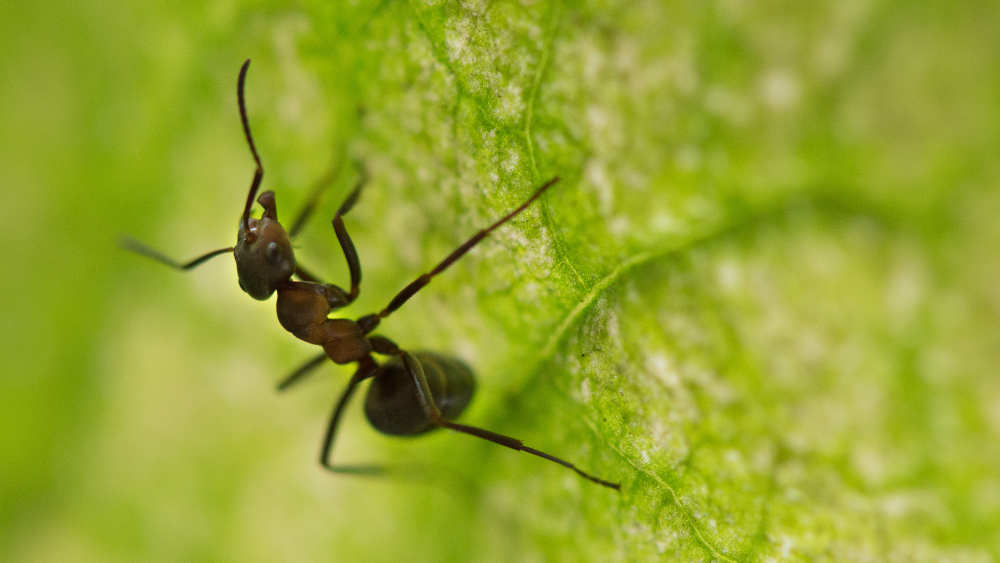 Ameisen wichtig für ein funktionierendes Ökosystem und soziale Wesen, denen Isolation zu schaffen macht