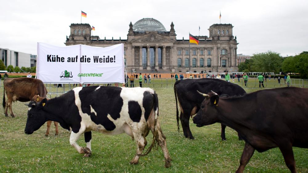 Greenpeace-Protestaktion gegen die Misshandlung von Kühen vor dem Reichstagsgebäude