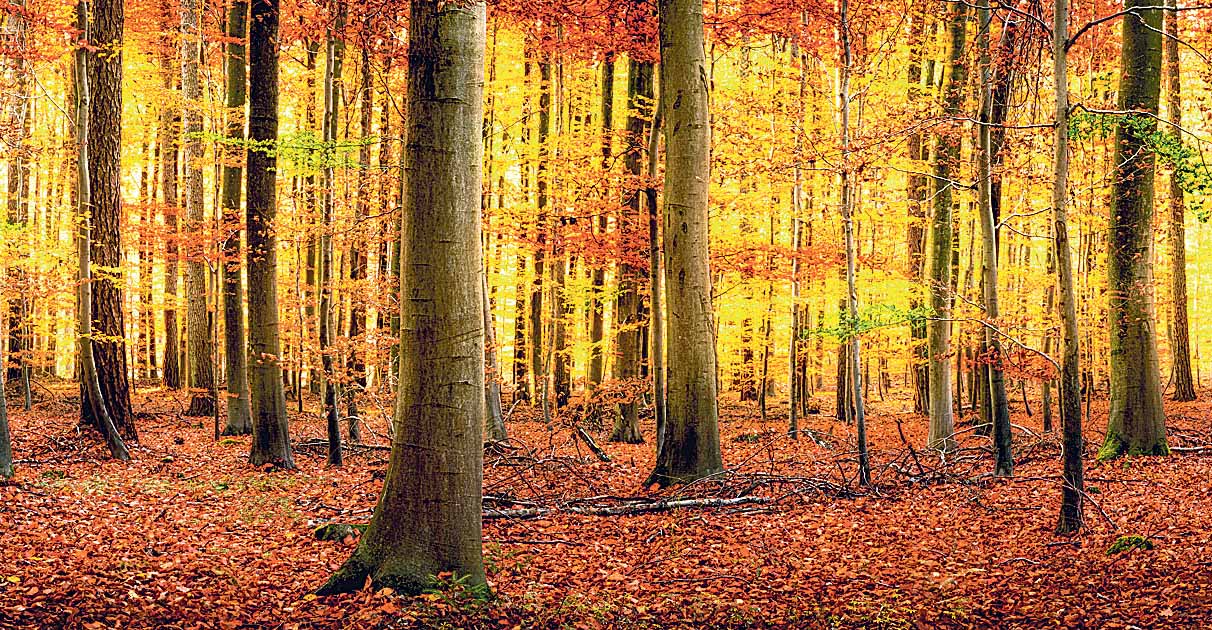 Image - Alte Sitten und Bräuche im Herbst im Rheinland und in Westfalen