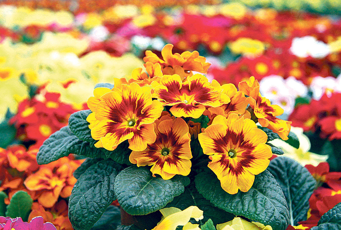 Image - Prima heißt „die erste“