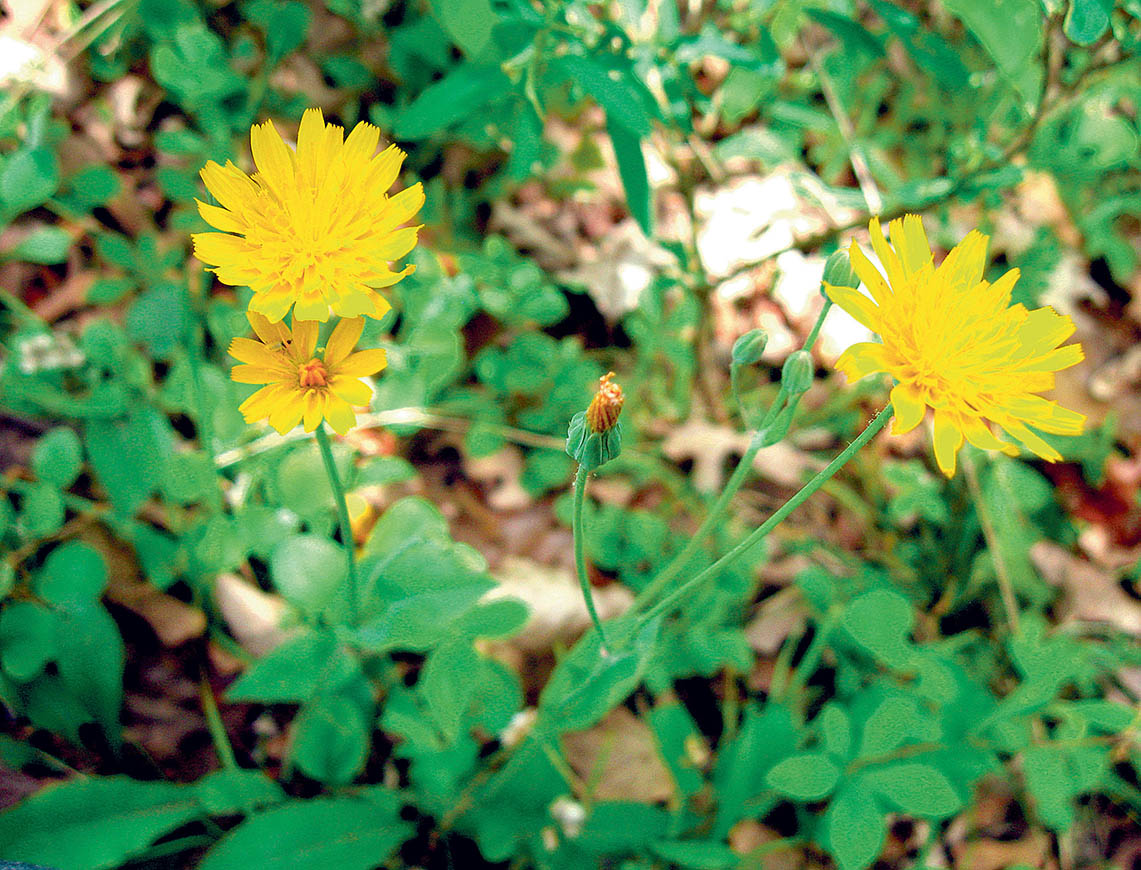 Image - Ein Heiliger im Vorgarten
