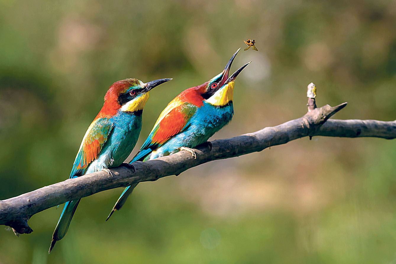 Image - Ein Exot wird heimisch