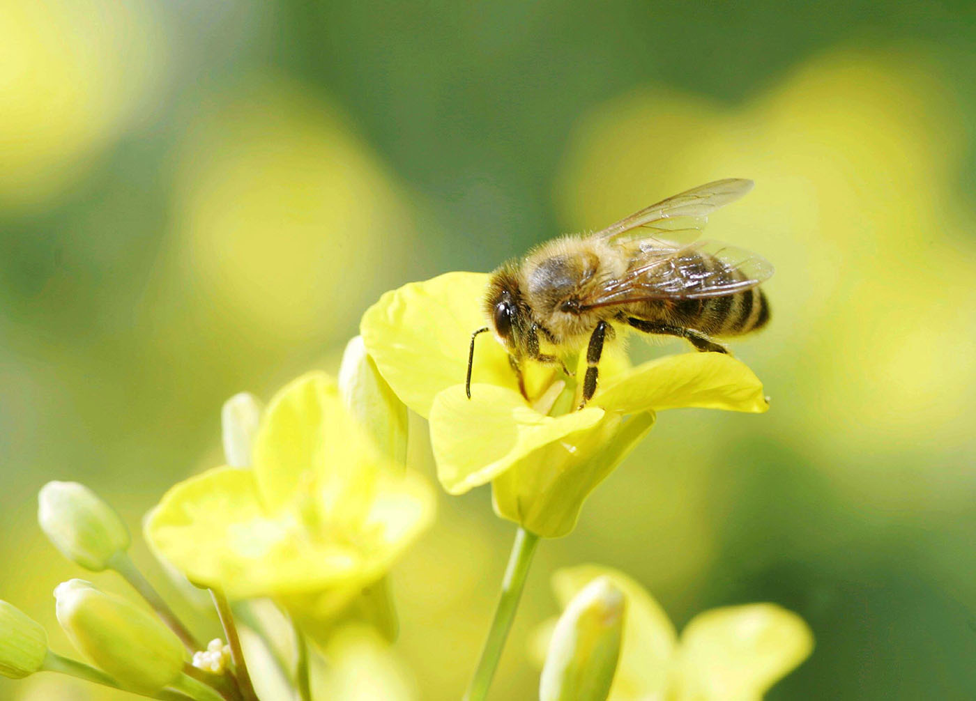 Image - Ein Cent für die Bienen