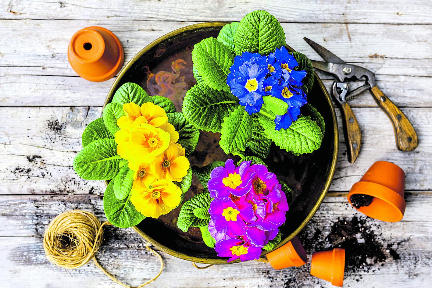 Image - Prima heißt „die Erste“