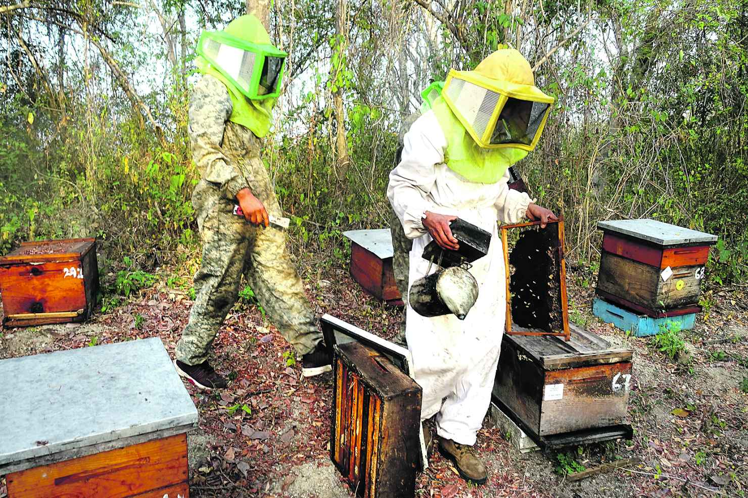 Image - Honig statt Opium