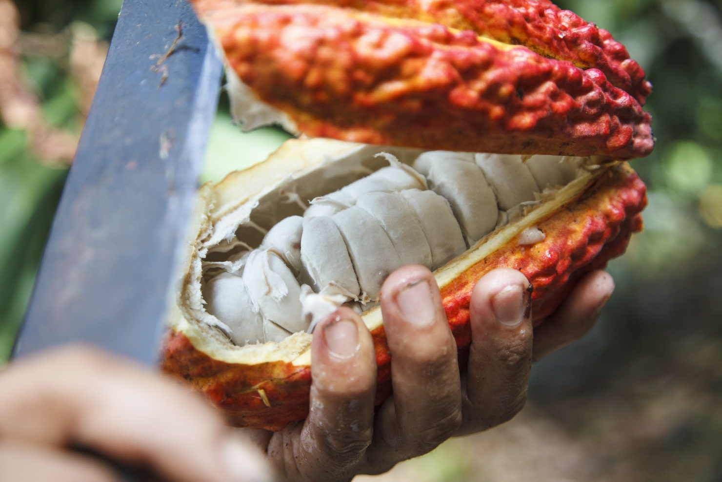 Image - Anteil nachhaltig erzeugten Kakaos in Süßwaren steigt