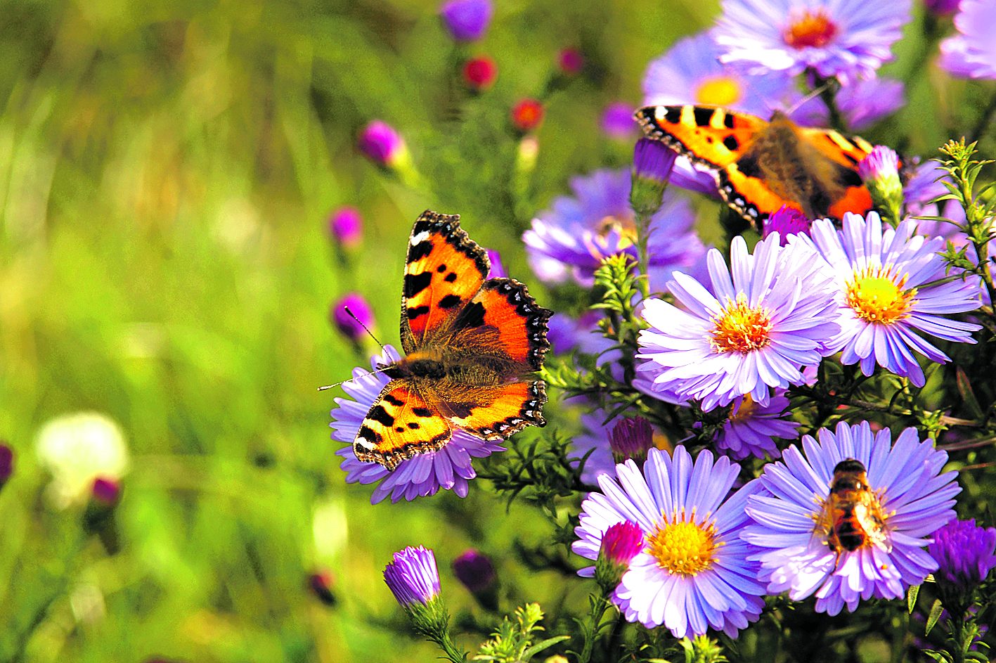 Image - Brennnesseln und Natternköpfe