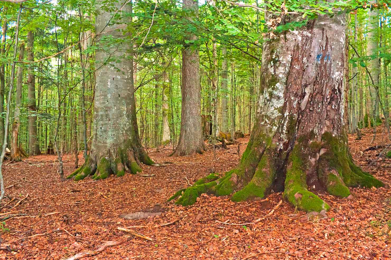 Image - Breit aufgestelltes CO2-Speicherkraftwerk