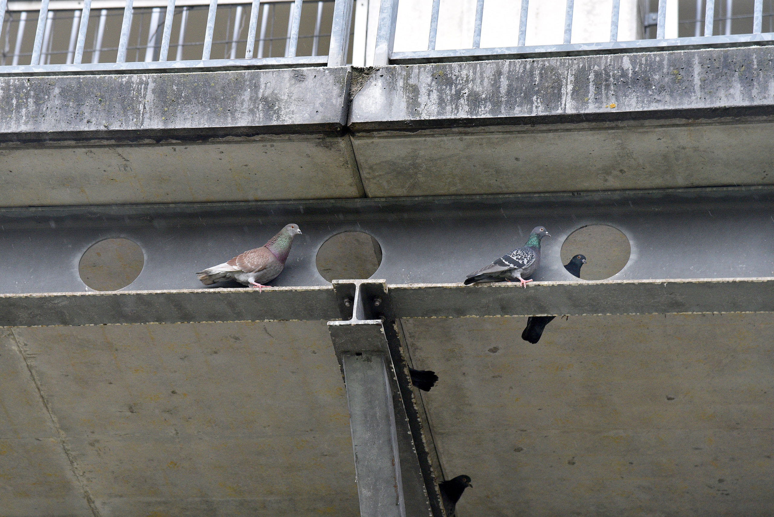 Image - Hungrig und heimatlos