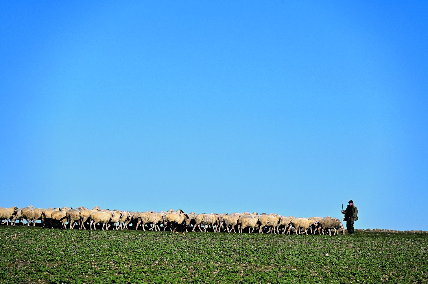 Image - Von guten und schlechten Hirten