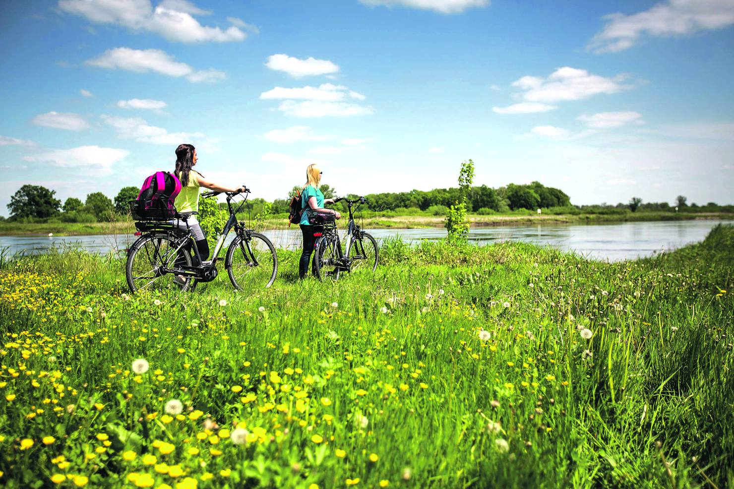 Image - Vögel, Wiesen, Auenwälder