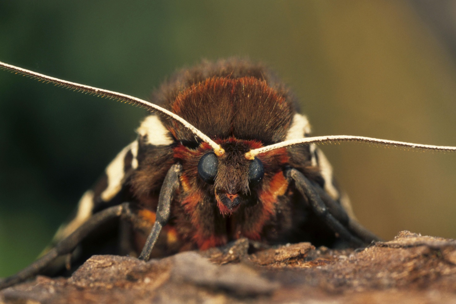 Image - Wehrhafte Schönheit der Nacht