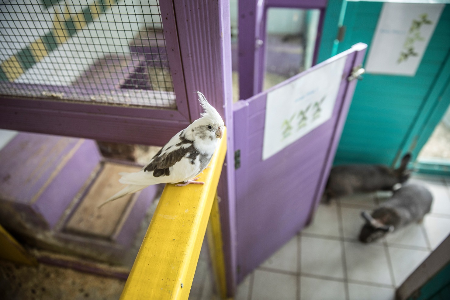 Image - Nymphensittich Hermine und die 30 Kaninchen