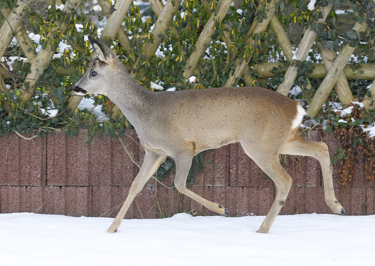 Image - «Hier ist der Tisch reich gedeckt»