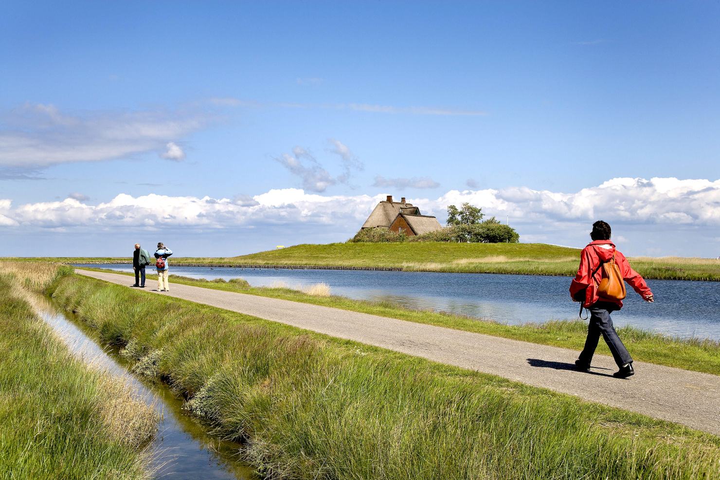 Image - Auf der Hallig hat die Natur immer Vorfahrt