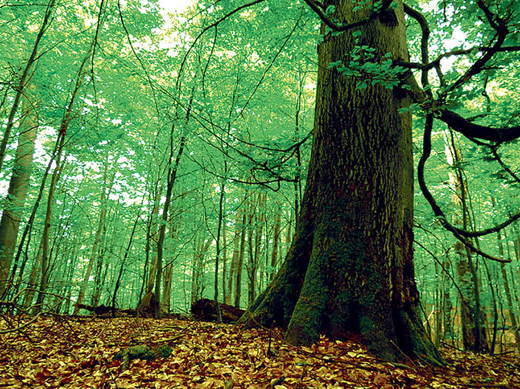 Image - „Es ist der Wald wie eine Kirche“
