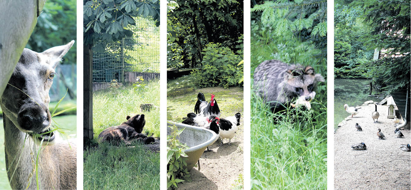 Image - Hier ist nicht nur der Bär los