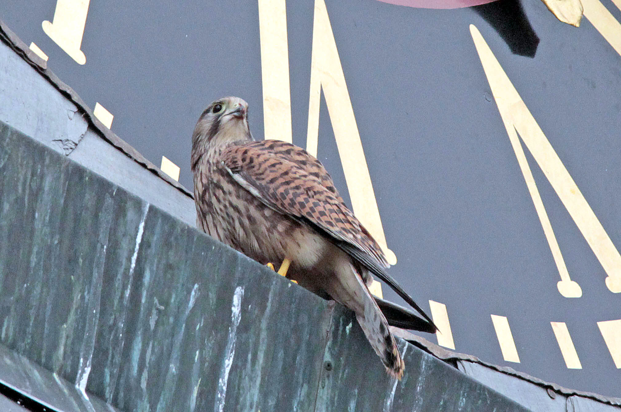 Image - „Über 300 Sachen schnell!“